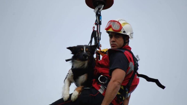 Le chien Cartouch a sauvé de nombreuses vies au cours de de sa carrière qui a duré une décennie. (Crédit : Sapeurs-pompiers cynotechniques 47)