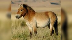 Le cheval Przewalski, une espèce menacée qui prospère aujourd’hui à Tchernobyl