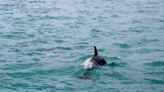 Var : il sauve une maman dauphin prise dans une bouée au large de Saint-Cyr-sur-Mer (vidéo)