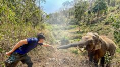 Un éléphant de 31 ans reconnaît le vétérinaire qui l’a sauvé de la mort il y a 12 ans