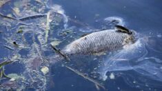 Finistère : un écoulement de lisiers tue des dizaines de poissons dans une rivière près de Morlaix
