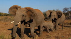Chasse à l’éléphant au Botswana : « Une vie contre quelques milliers de dollars ! » dénonce Brigitte Bardot
