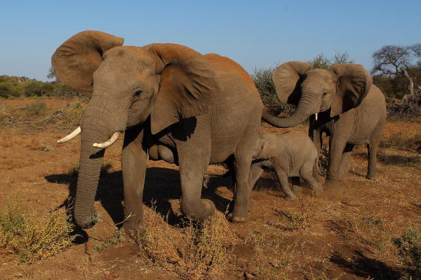Troupeau d'éléphants dans la réserve de  Mashatu à Mapungubwe, au Botswana. (Photo : Cameron Spencer/Getty Images)