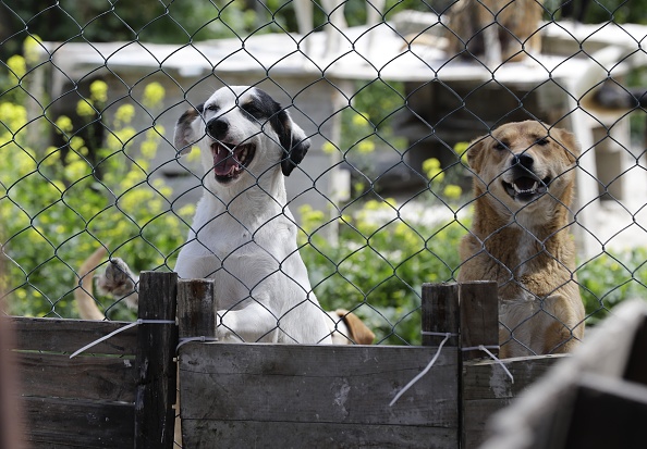 Illustration : Des chiens secourus regardent derrière une clôture dans un refuge. (JOSEPH EID/AFP via Getty Images)