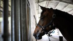 Ille-et-Vilaine : 200 chevaux destinés à l’abattoir ont pu être sauvés par une association