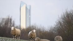 Dans une cité d’Argenteuil, le projet de moutons en écopâturage arrêté au bout de 2 jours