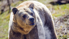 Hautes-Pyrénées : un ours s’introduit dans une bergerie située à 50 mètres des habitations et dévore un bélier