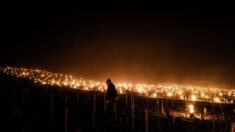 Les vignes françaises en feu pour lutter contre le gel