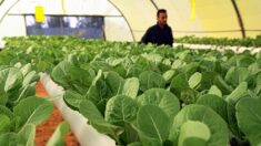 Un « Paradis vert » tente d’introduire l’agriculture hydroponique en Libye