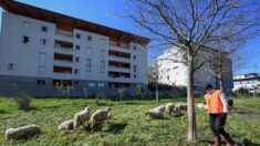 Saint-Priest : une maison de retraite accueille des moutons pour entretenir son parc, ils font la joie des résidents