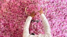 En Arabie saoudite, une ville fleurie de roses au milieu du désert