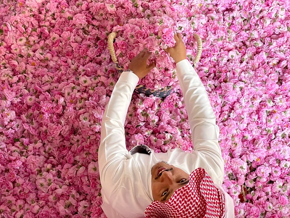 -Un ouvrier de la ferme Bin Salman est assis au milieu de roses de Damas fraîchement cueillies utilisées pour produire de l'eau et de l'huile de rose, dans la ville de Taif, Arabie saoudite, le 11 avril 2021. Photo Fayez Nureldine / AFP via Getty Images.