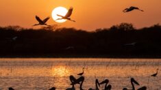Au Soudan, le luxuriant parc de Dinder menacé par le grignotage de ses terres