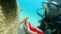 Panama: pépinière et éducation pour sauver les récifs coralliens