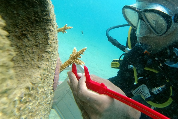 -Un étudiant en biologie marine inspecte une pépinière de corail située à Playa Huerta, Panama, le 10 avril 2021. Photo par Luis ACOSTA /AFP via Getty Images.
