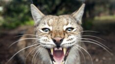 Vidéo : un homme sauve sa femme d’une attaque de lynx enragé aux États-Unis