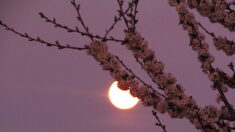 Une « Super Lune rose » illuminera le ciel ce mardi 27 avril 2021