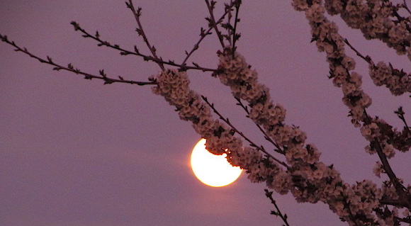"Super Lune rose" d'avril 2020. (Photo : Suzanne Durand/The Epoch Times)