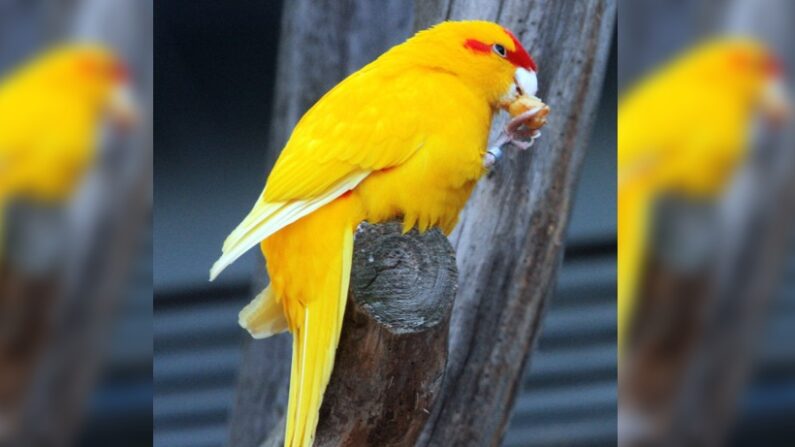 L'étrange oiseau est un kakari à front rouge fallow. (Crédit : Snowmanradio)