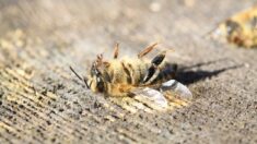 Un apiculteur du Loiret découvre 130 de ses ruches détruites et des milliers d’abeilles écrasées