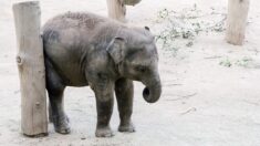 Suède : décès d’un éléphanteau dans un zoo après avoir été rejeté par son troupeau
