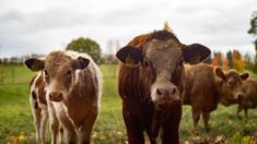 Suicide d’un agriculteur de 52 ans en Indre-et-Loire : « C’est notre société qui l’a tué »