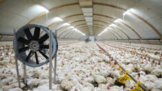 L’association L214 dévoile des images d’un élevage de poulets du Pas-de-Calais qui veut s’agrandir