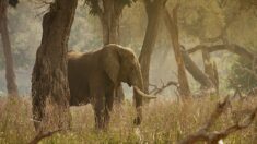 Afrique du Sud : un braconnier est mort piétiné par des éléphants