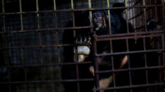 Deux ours en cage enfermés dans un sous-sol sombre pendant 17 ans ont été sauvés d’une ferme à bile au Vietnam