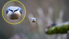 Un photographe prend en photo un « Angry Bird » en chair et en os qui fonce comme une balle vers l’appareil