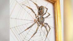Un artiste hongrois récupère des pièces de montres de poche pour en faire une araignée steampunk, qui vient s’ajouter à sa « ménagerie métallique »