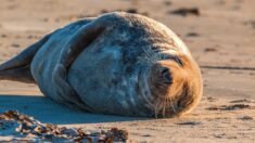 Bretagne : Joséphine, le phoque star de la Rance, est morte ce dimanche