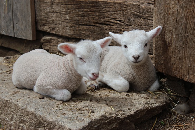 Les agneaux risquent de mourir de froid s'ils ne sont pas au chaud lors de leur naissance (Pixabay)