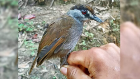 Une espèce d’oiseau disparue depuis longtemps réapparaît en Indonésie 170 ans après