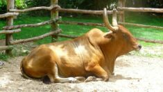 Landes : une cagnotte en ligne pour sauver le vieux bœuf Chouan de l’abattoir