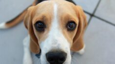 Adoption : une association lance un appel pour sauver 350 animaux de laboratoire de l’euthanasie