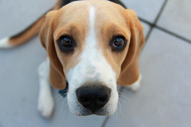 Parmi les 350 animaux à adopter se trouvent 30 beagle dont 11 chiots. (Image d'illustration : Pixabay)
