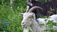 Pyrénées-Atlantiques : six chèvres dévorées par des chiens à Anglet – l’éleveur succombe d’un malaise cardiaque