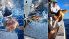 VIDÉO : des pêcheurs repèrent une tortue de mer prise dans les mâchoires d’un requin-tigre et lui viennent en aide