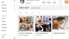 En Chine, des sociétés de messagerie livrent des animaux vivants dans des boîtes scellées