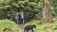 Des photographes ratent l’occasion de voir une ourse transporter un poisson tandis qu’elle se faufile derrière eux