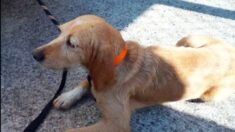 Lot-et-Garonne : une malheureuse chienne courait depuis 13 jours sur les routes avec son collier orange