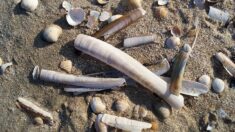 Un échouage massif de couteaux envahit la plage de Saint-Brévin-les-Pins (Loire-Atlantique)