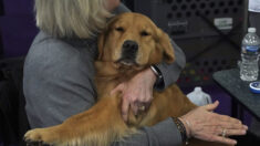 « Son visage s’illumine lorsqu’elle le voit arriver » : un chien de thérapie se rend chaque jour dans une résidence pour personnes âgées