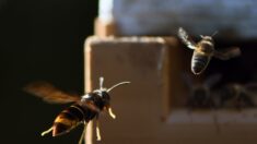 Frelon asiatique : un apiculteur breton a inventé un piège révolutionnaire qui capture les reines