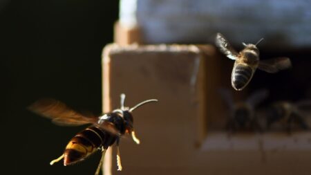 Un apiculteur invente un piège à frelons asiatiques pour protéger ses abeilles