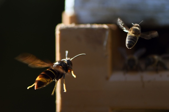 Un frelon asiatique pourchasse une abeille près d'une ruche. (JEAN-FRANCOIS MONIER/AFP via Getty Images)