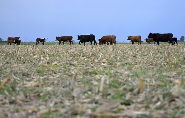 Du bétail paît dans un champ de maïs récolté dans une ferme, à quelque 245 km au nord-ouest de Buenos Aires, le 9 octobre 2019. Photo par Juan Mabromata / AFP via Getty Images.