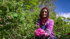 Au Maroc, le dur labeur des cueilleuses de roses