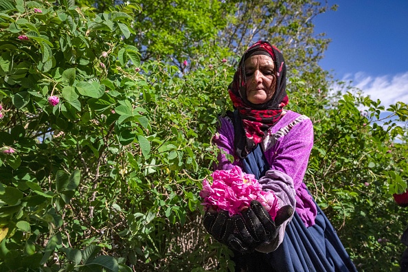 -Une ouvrière récolte des roses dans un champ au Maroc dans les montagnes de l'Atlas le 26 avril 2021. Photo par Fadel SENNA / AFP via Getty Images.